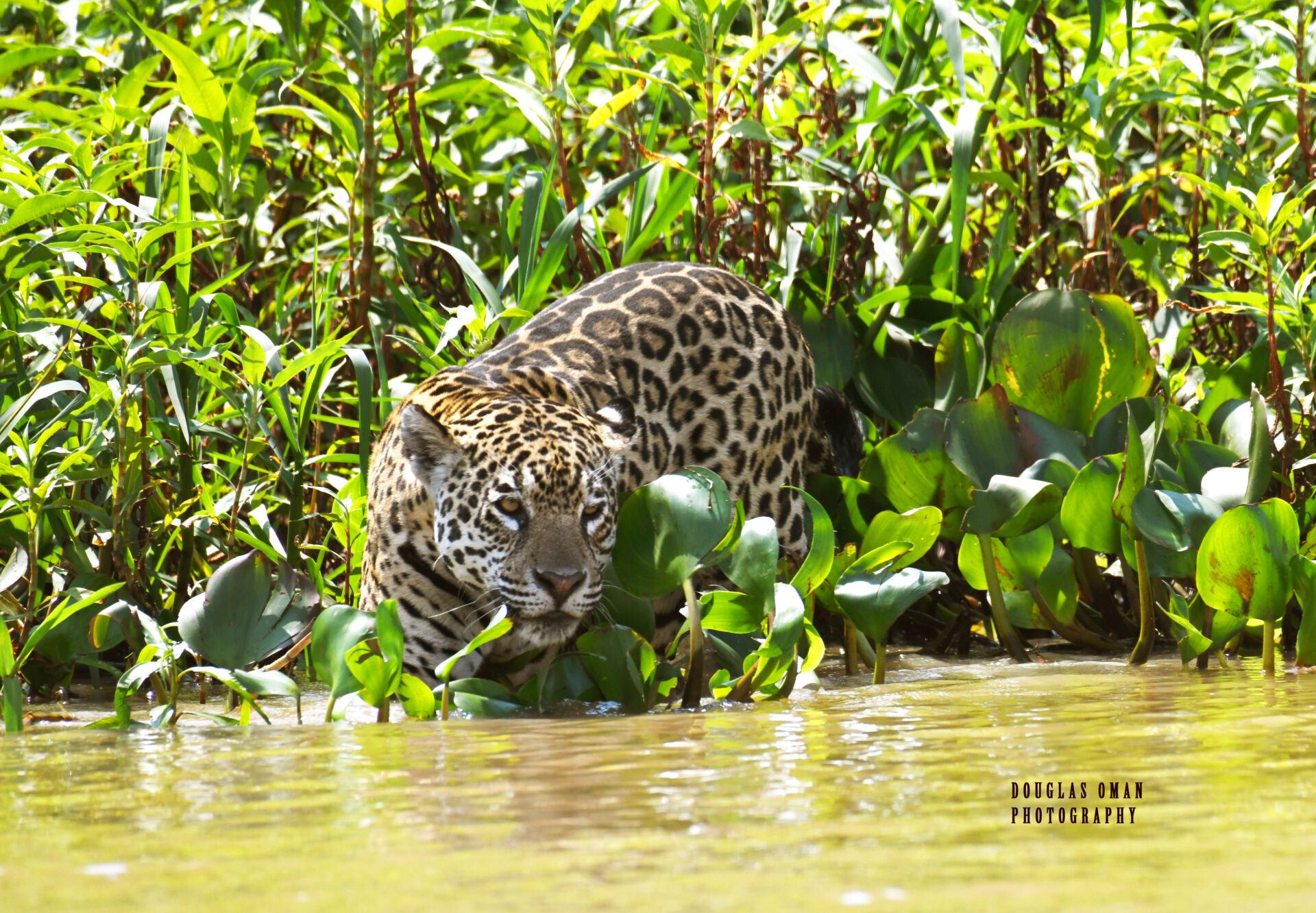 A leopard is standing in the water near some bushes.