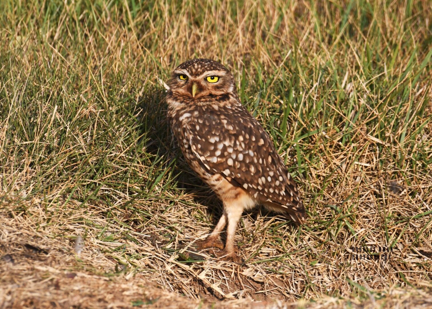 A small owl standing in the grass near some bushes