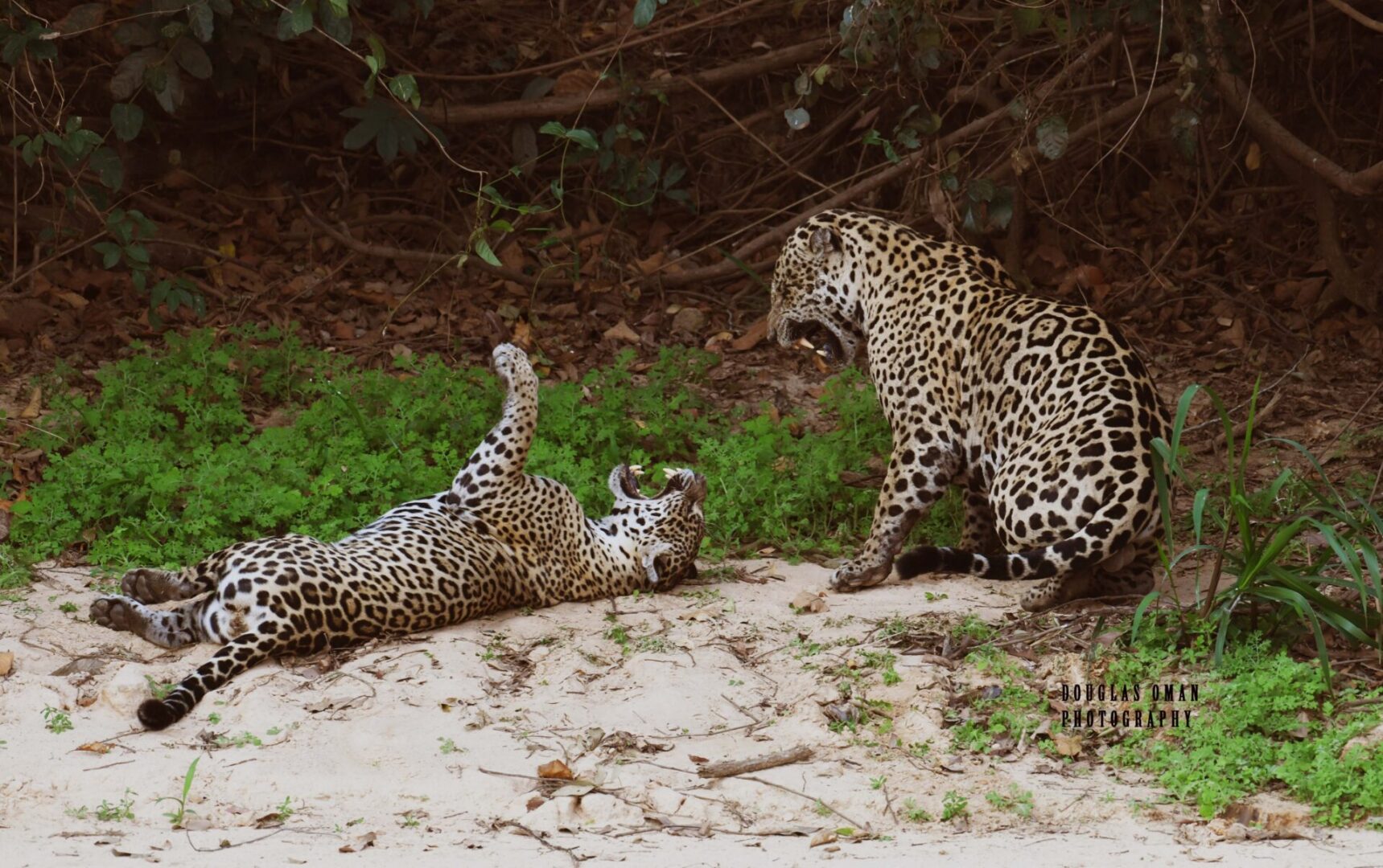 Two jaguars are playing in the sand together.