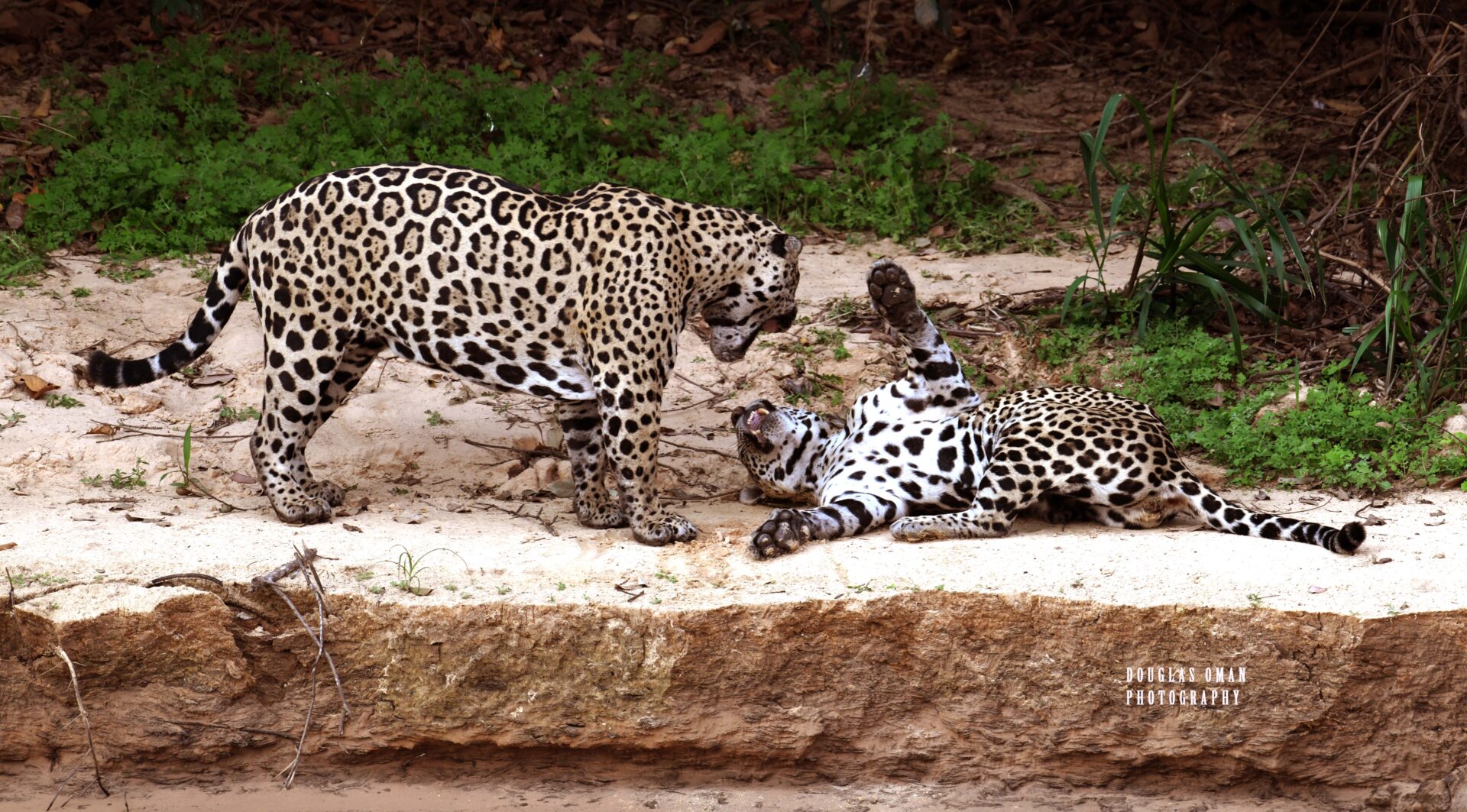 Two jaguars are laying on the ground near a rock.