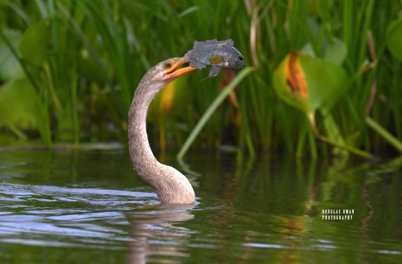 A swan is swimming in the water