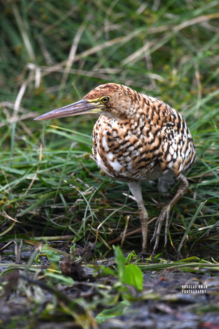 A bird is standing in the grass near some water.