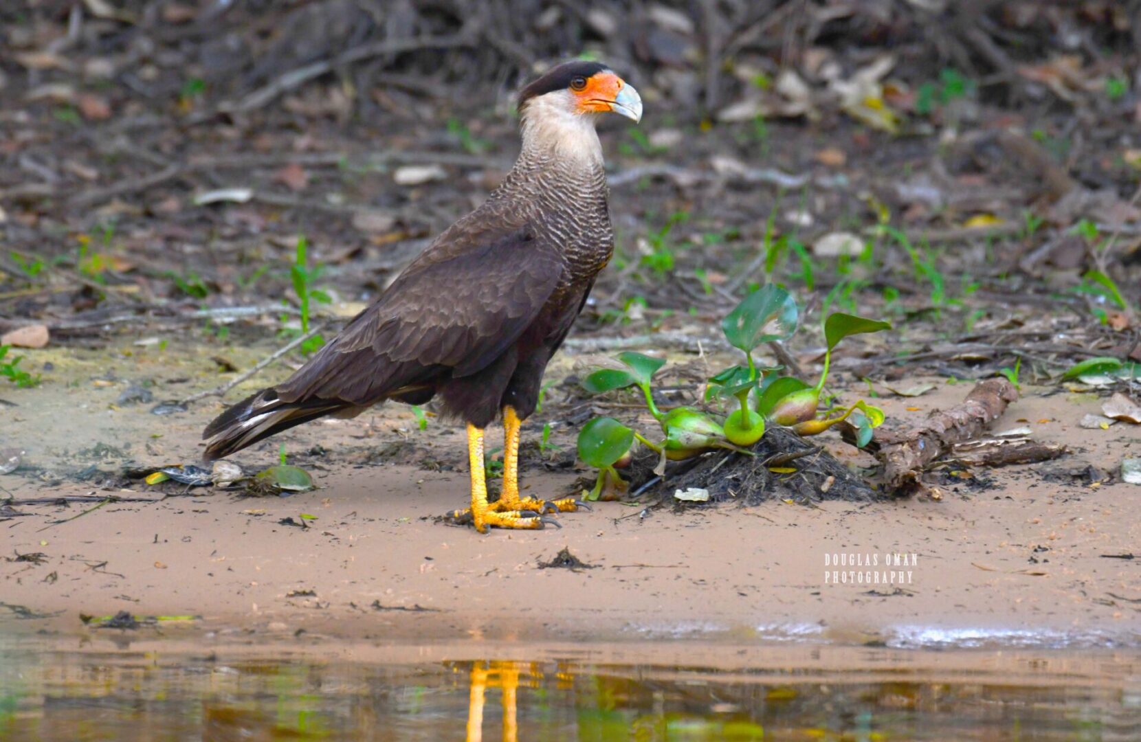 A bird standing on the ground near water.