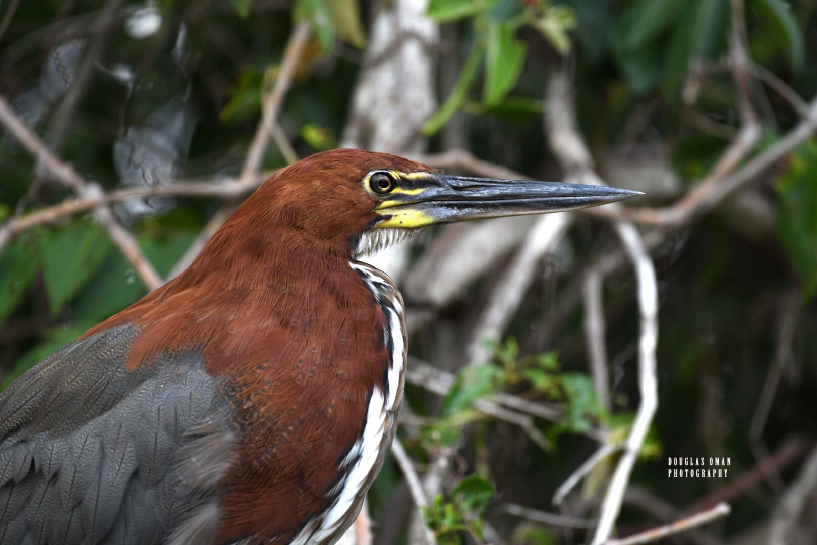 A close up of the head and beak of a bird.