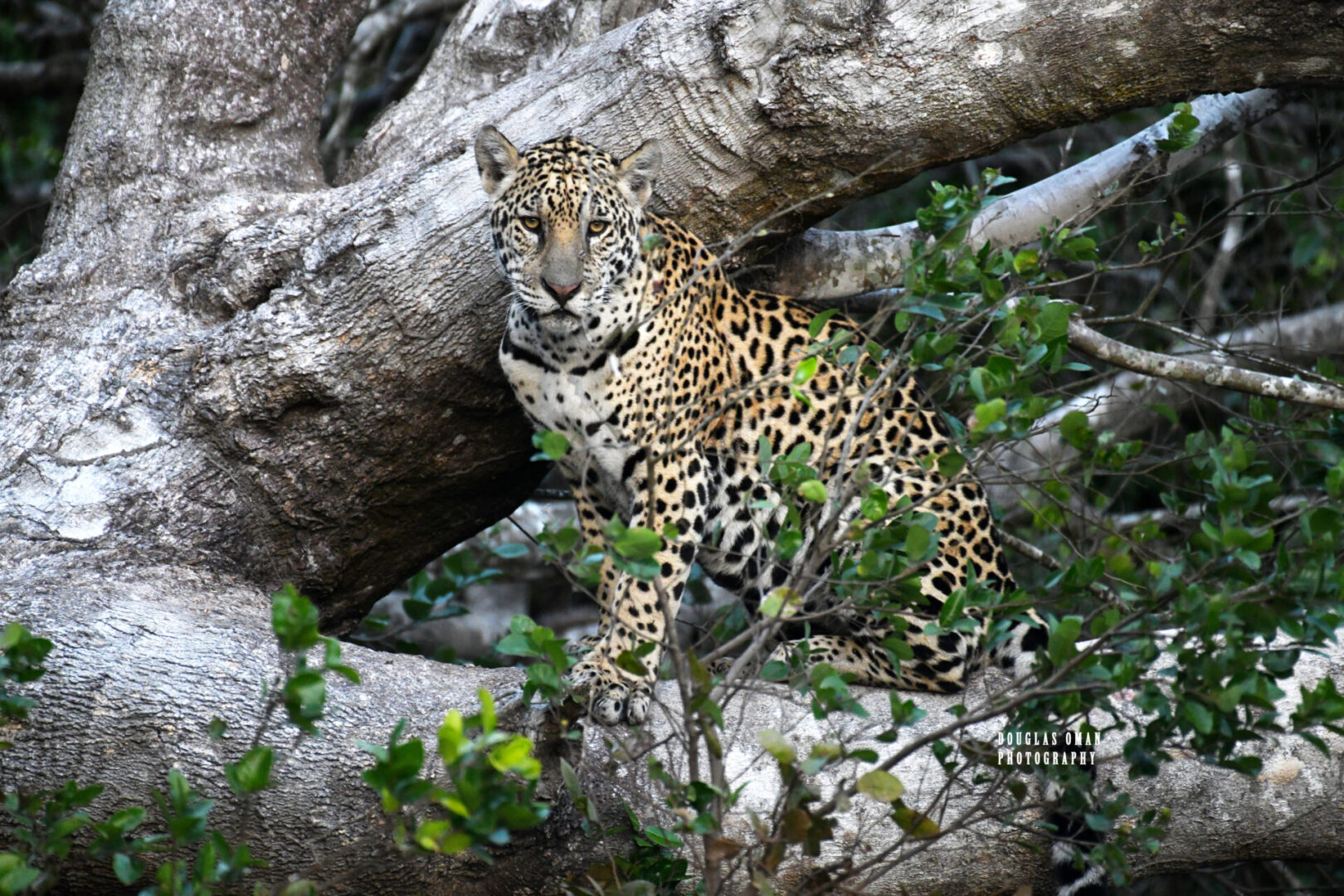 A leopard sitting in the branches of a tree.