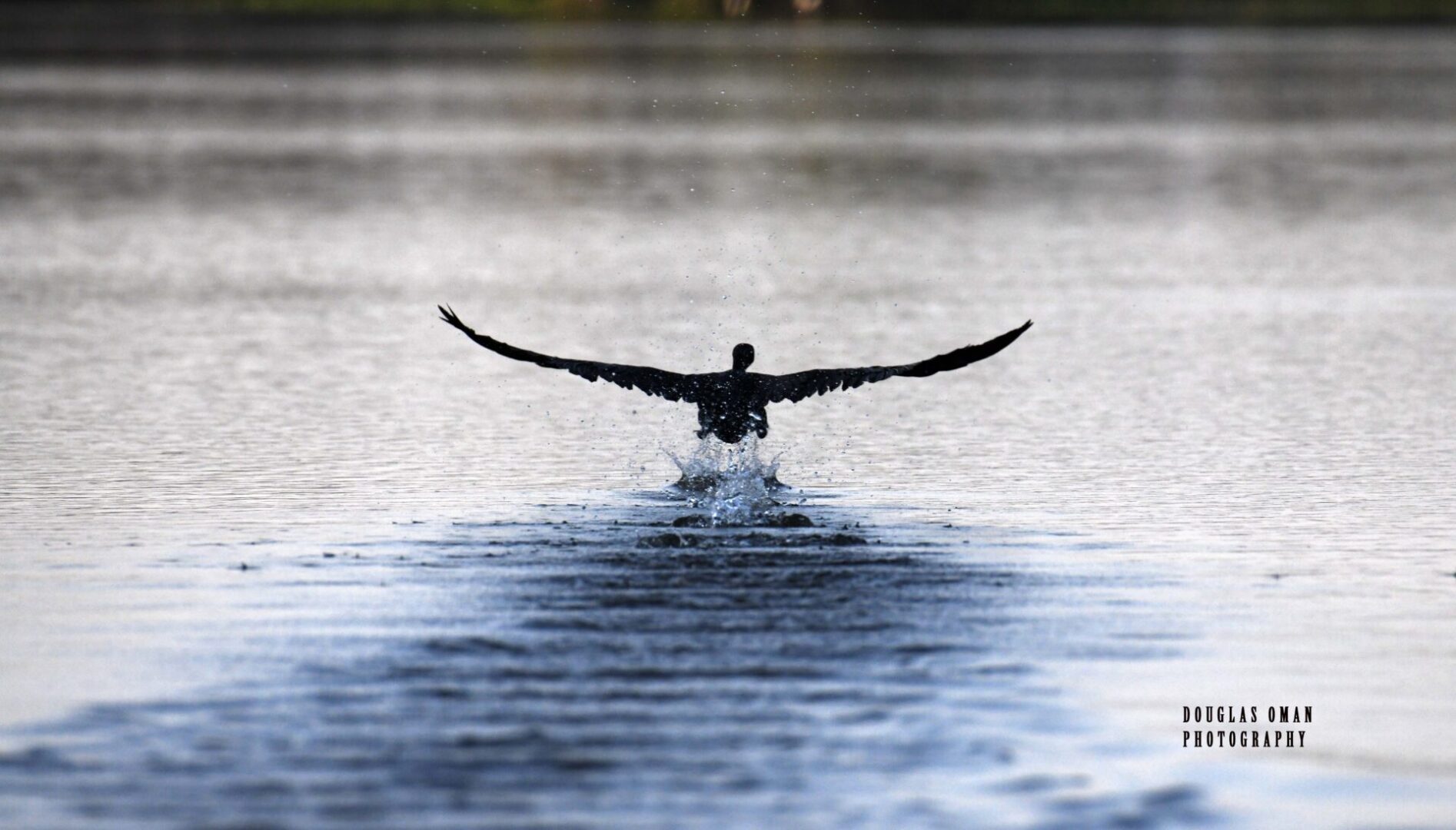 A bird flying over the water with its wings spread.