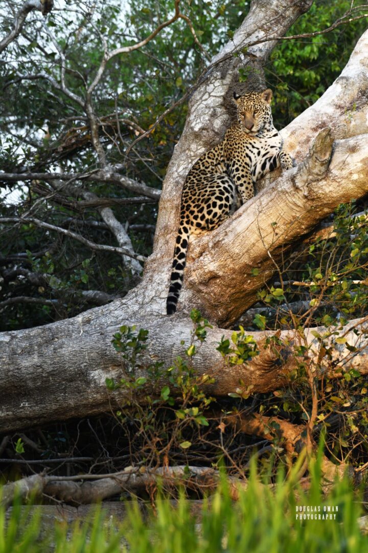 A leopard is sitting on the branch of a tree.