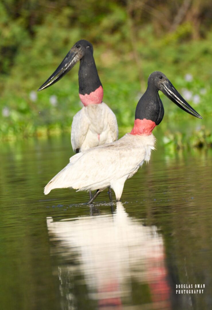 Two birds are standing in the water.