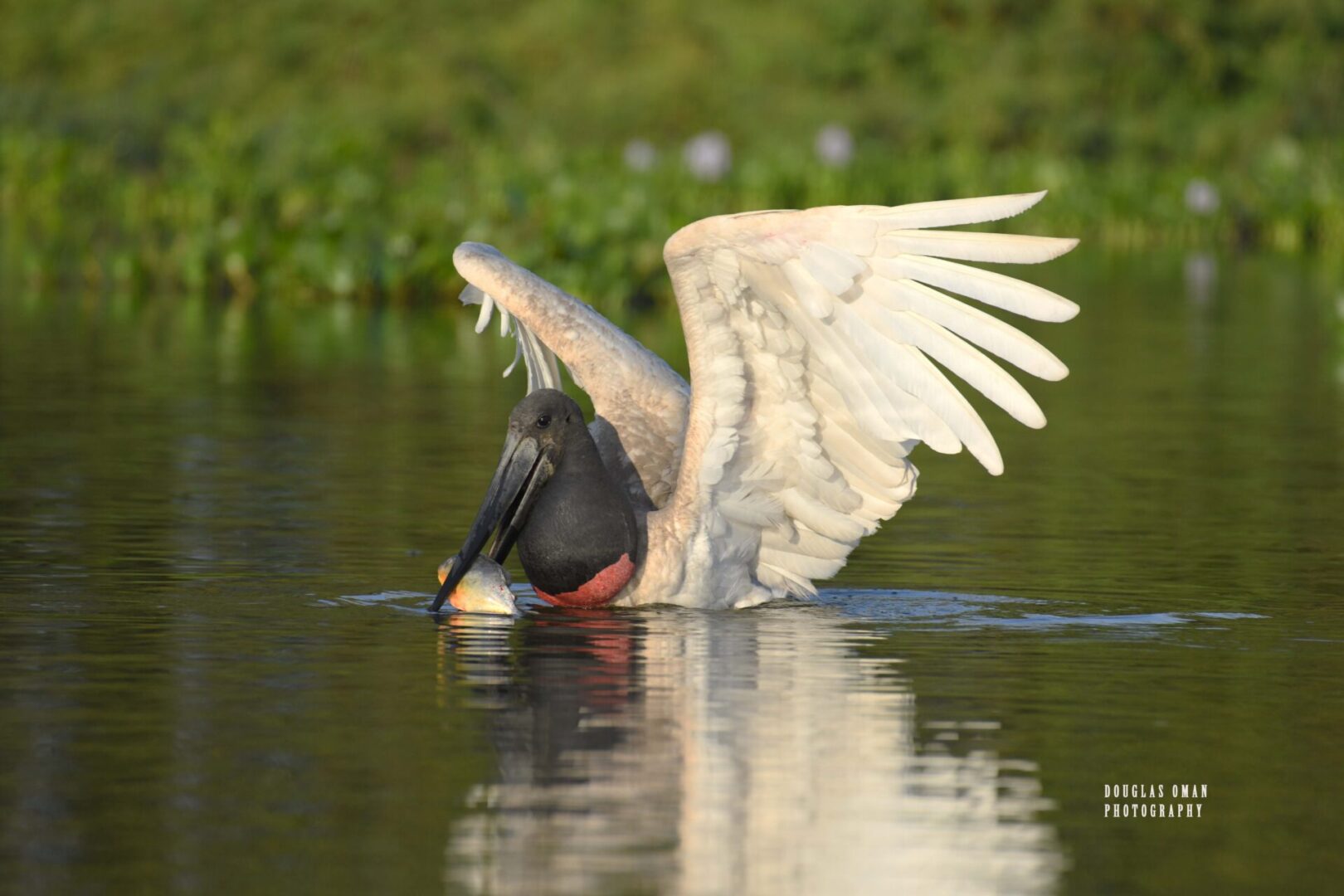 A bird with wings outstretched in the water.