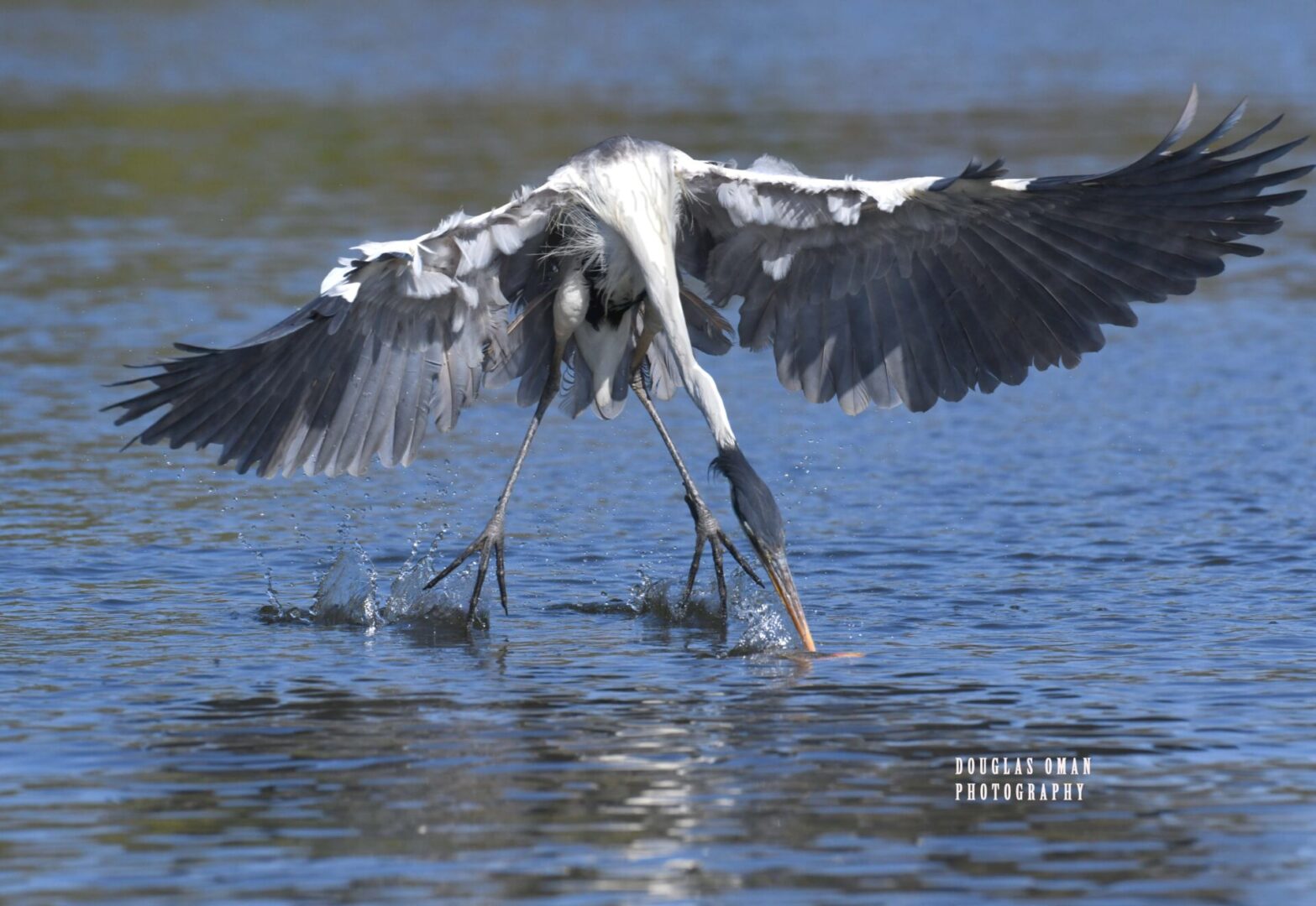 A bird with wings spread is flying over water.