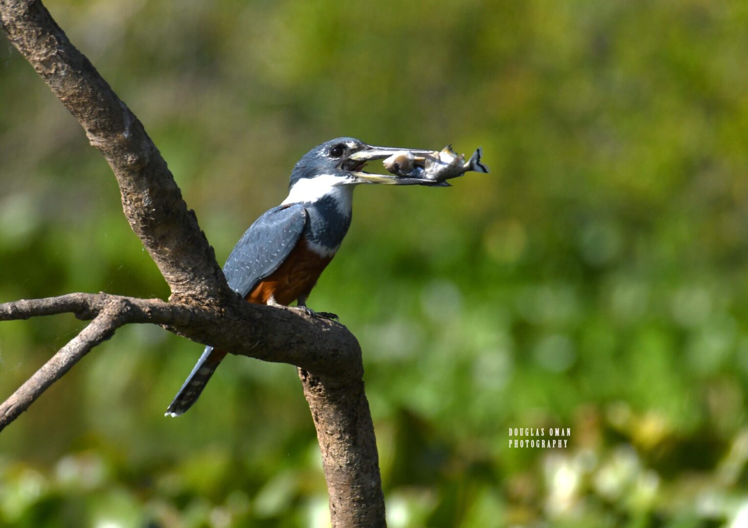 A bird with a fish in its mouth on a tree branch.