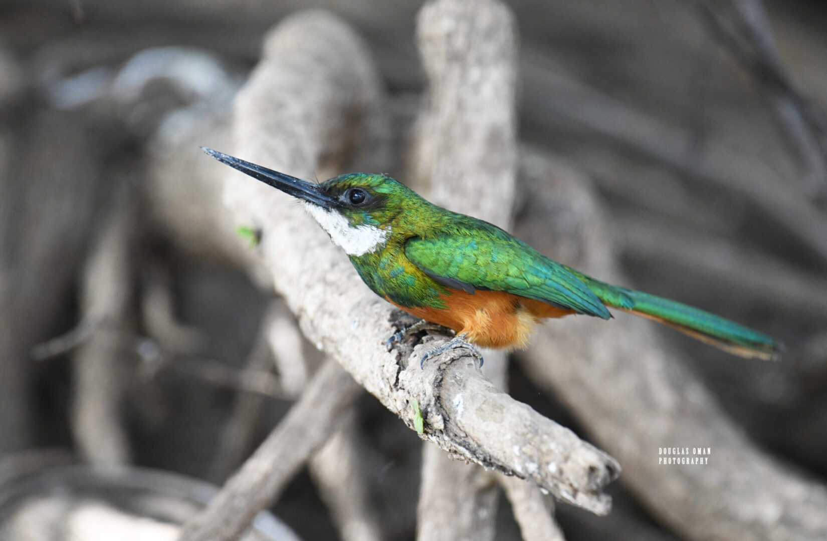 A green bird perched on top of a tree branch.