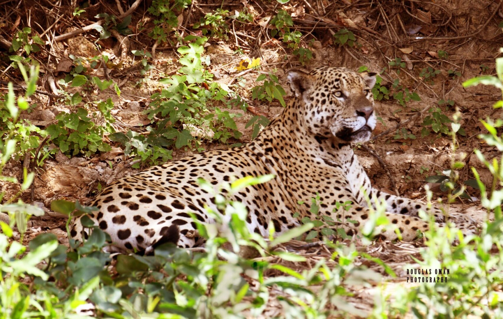 A leopard laying in the grass near some bushes