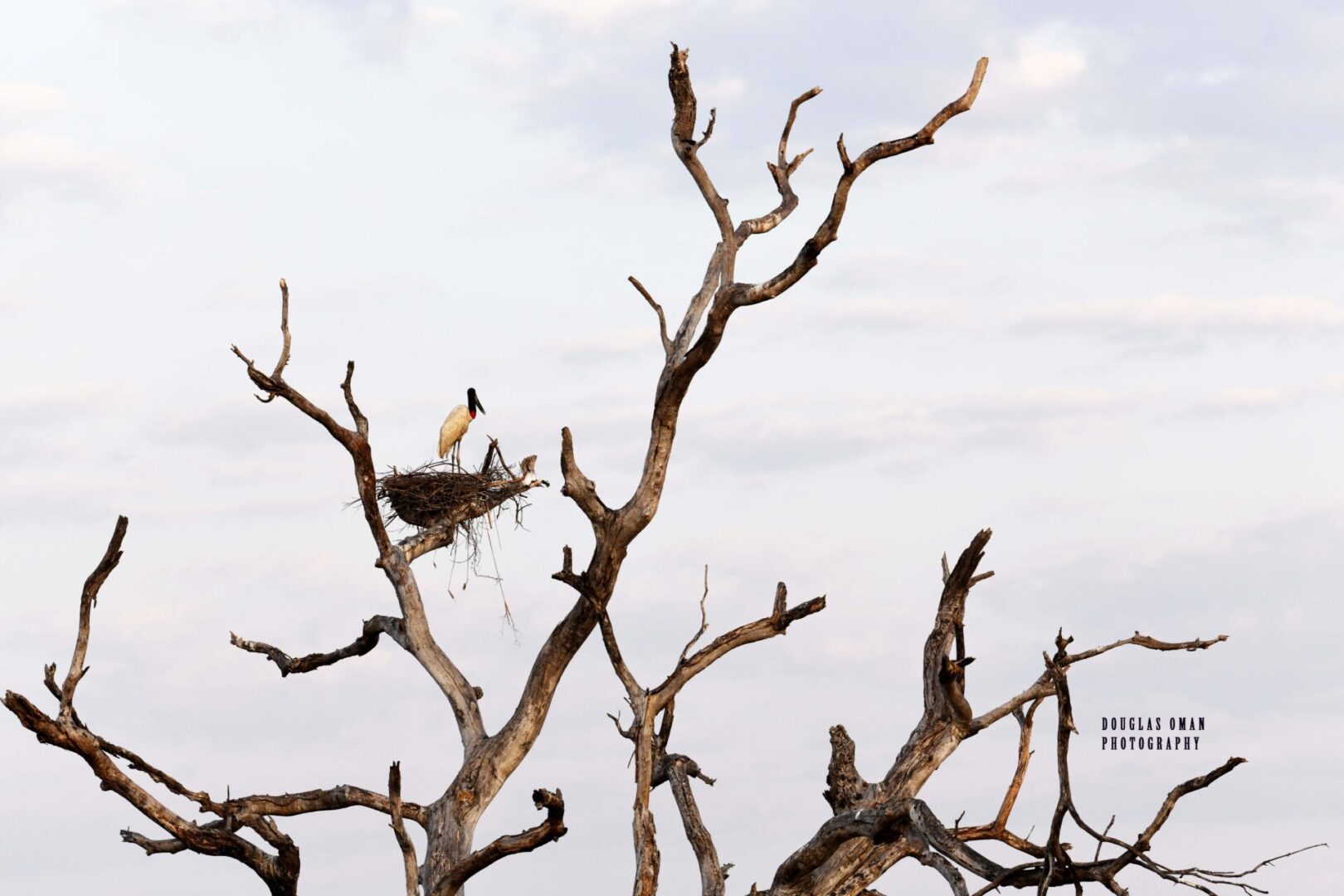 A bird sitting on top of a tree branch.