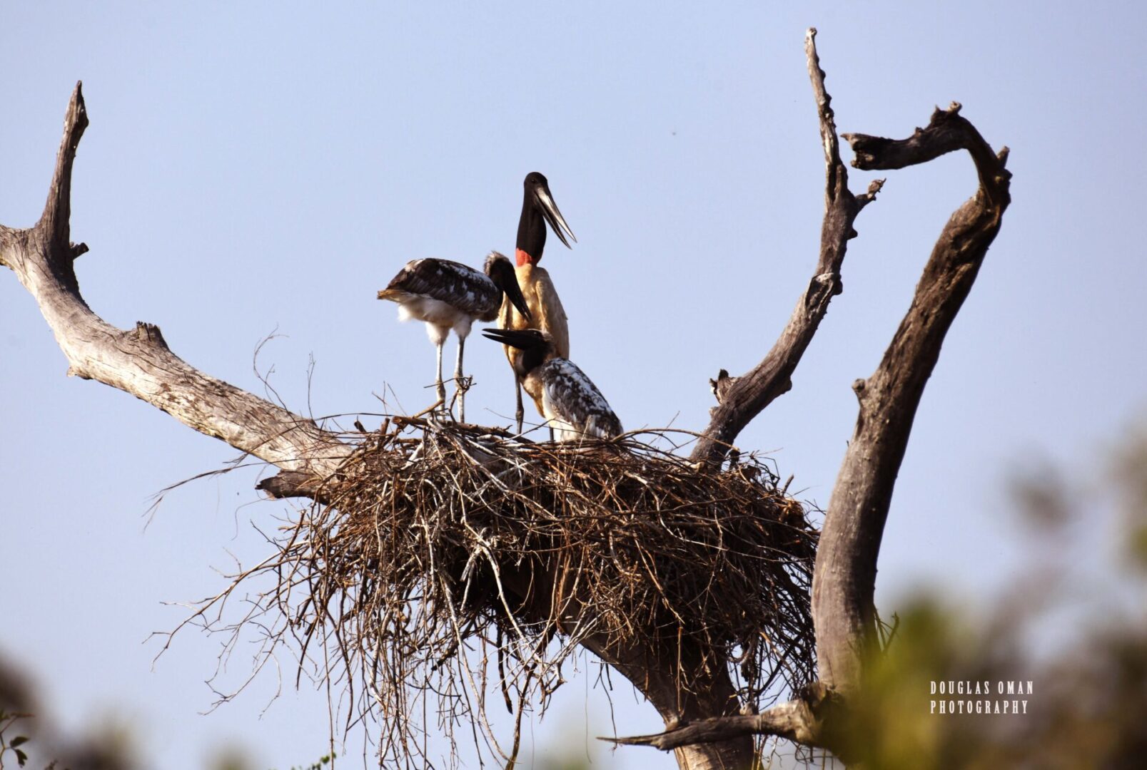 A group of birds sitting in the nest on top of a tree.