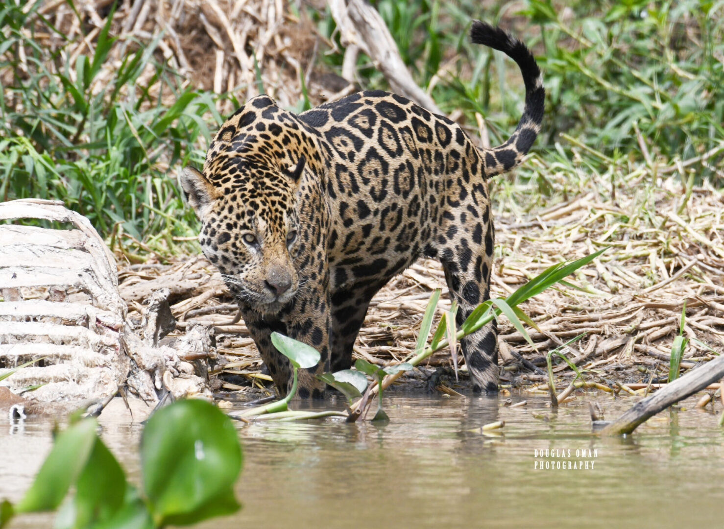 A jaguar walking through water near some trees.