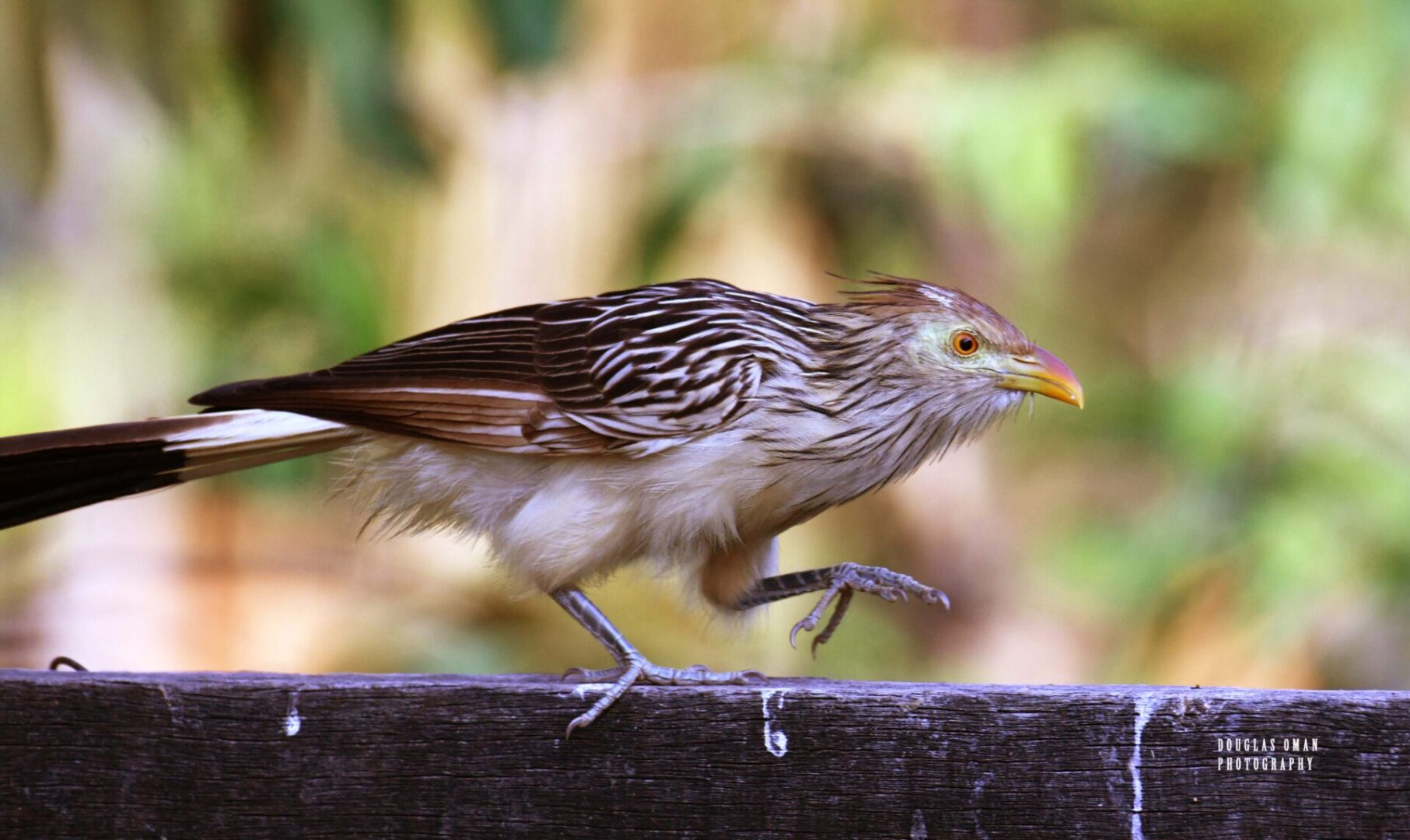 A bird is standing on the ledge of a building.