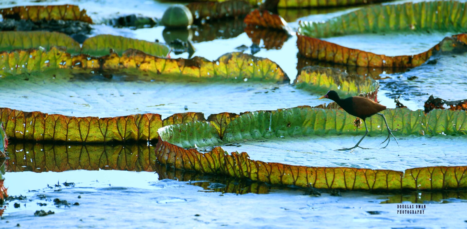 A bird is standing in the water near some plants.