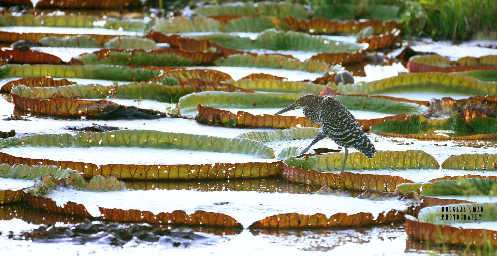 A bird is standing on some water lilies