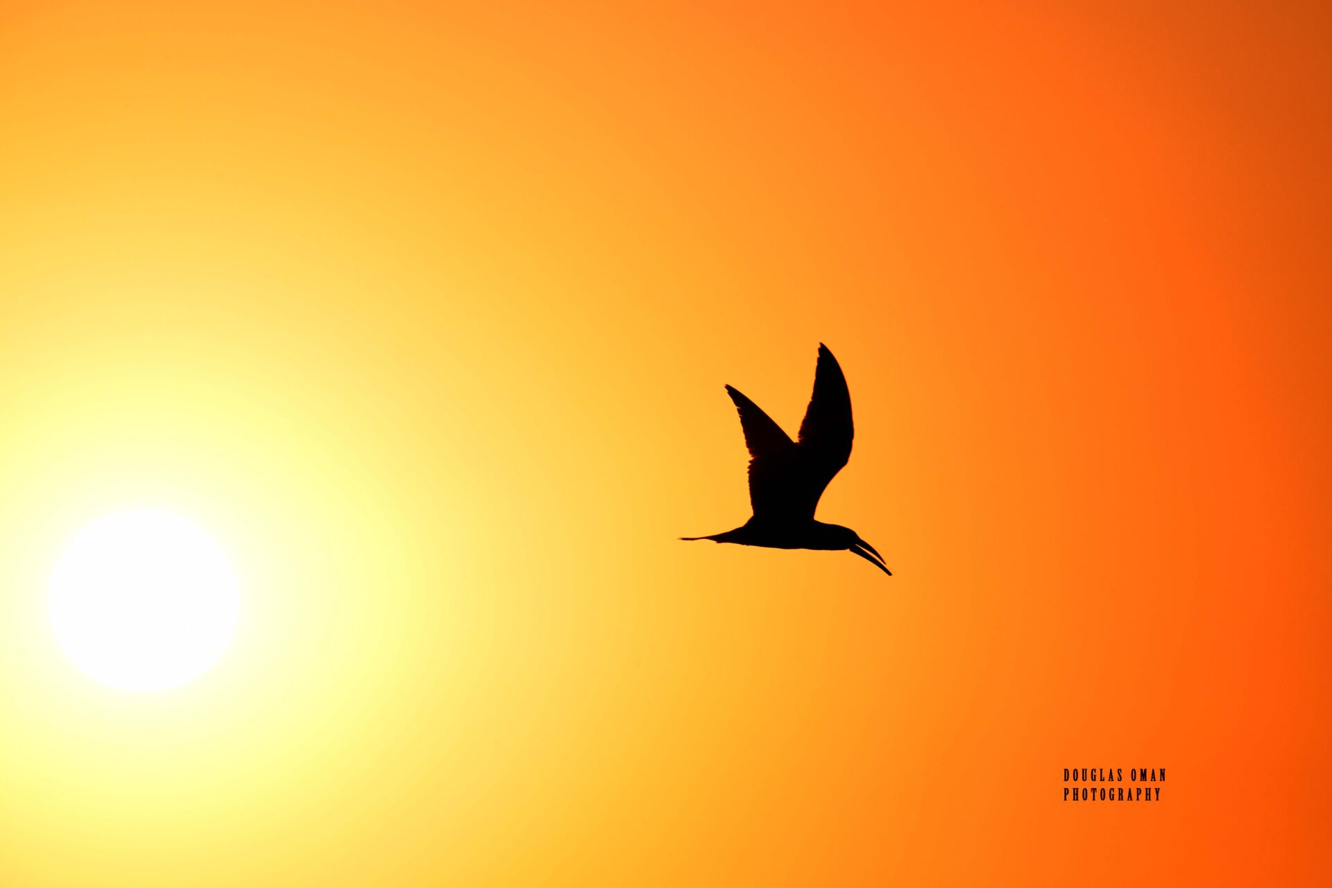 A bird flying in the sky at sunset.