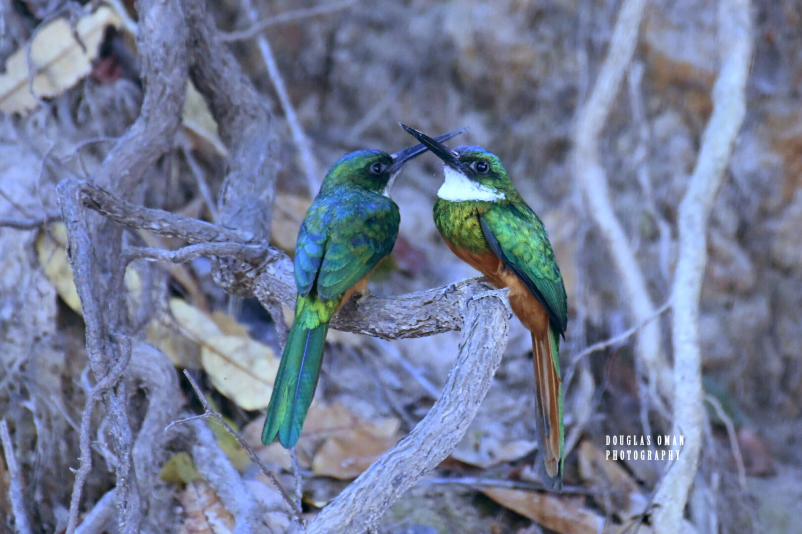 Two birds sitting on a tree branch in the woods.