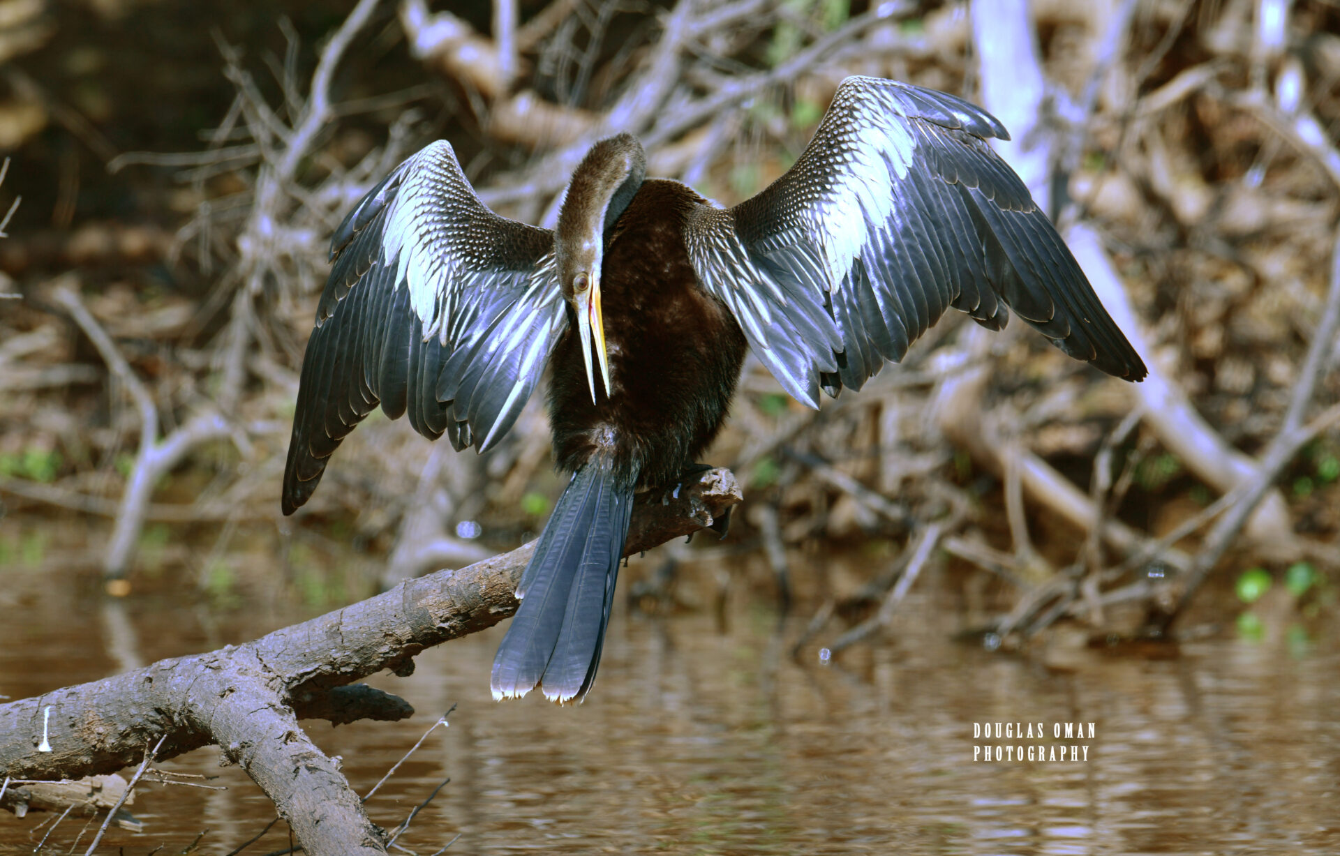 A bird with wings spread flying over water.