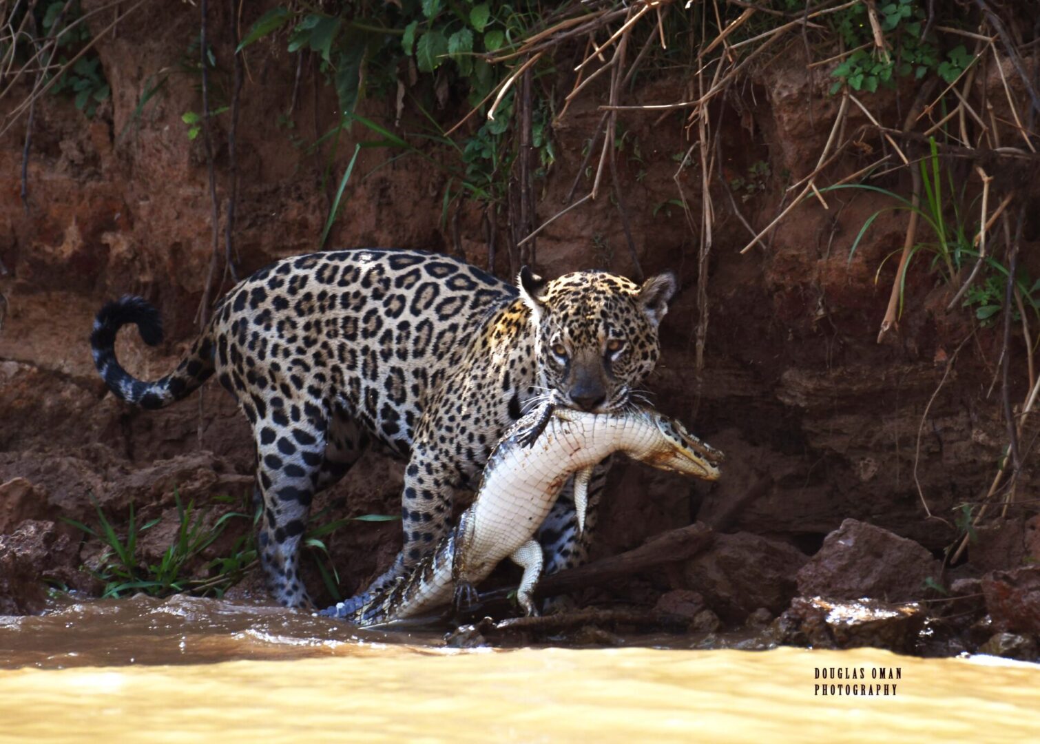 A leopard is walking in the water with a fish.