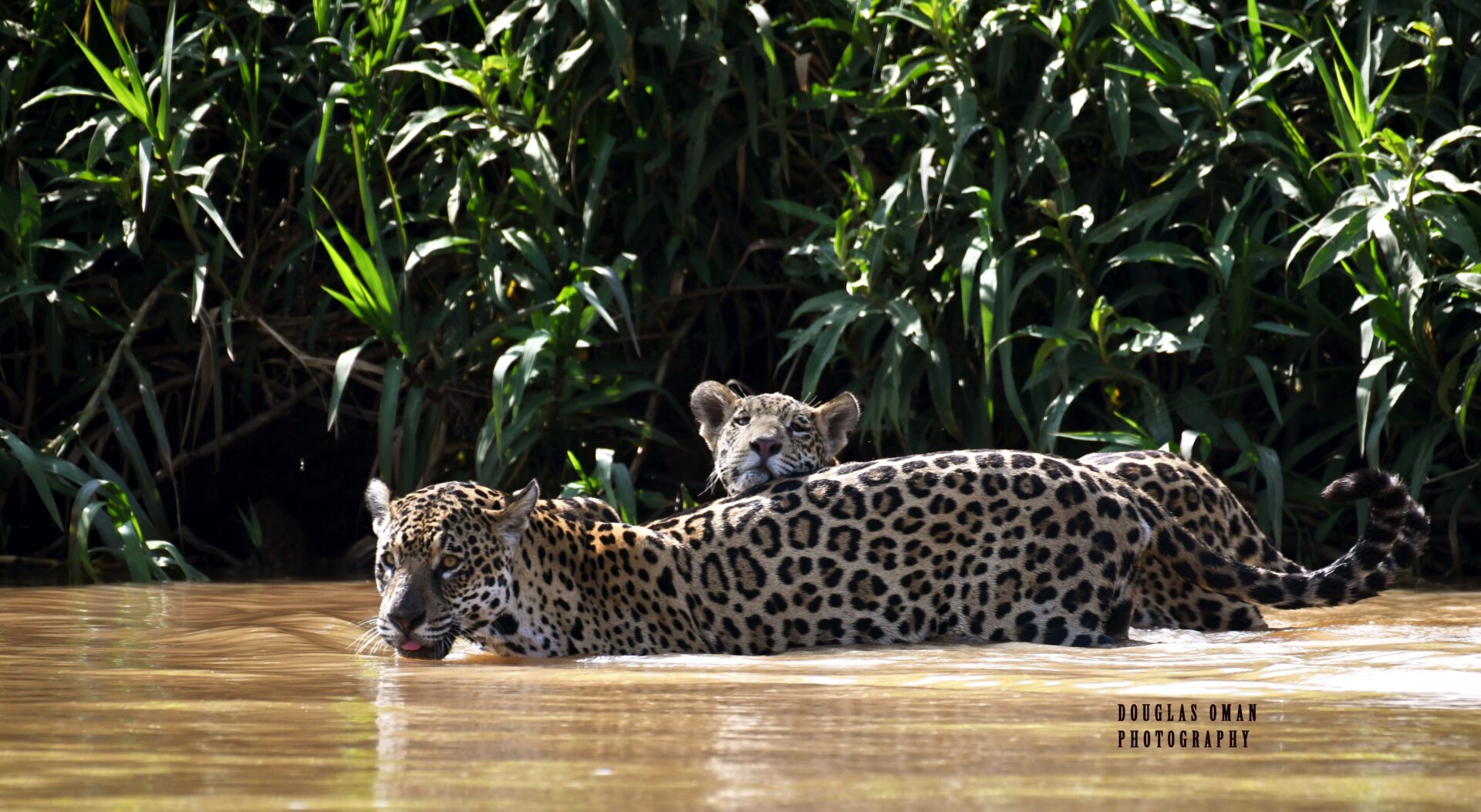 Two jaguars are swimming in a body of water.