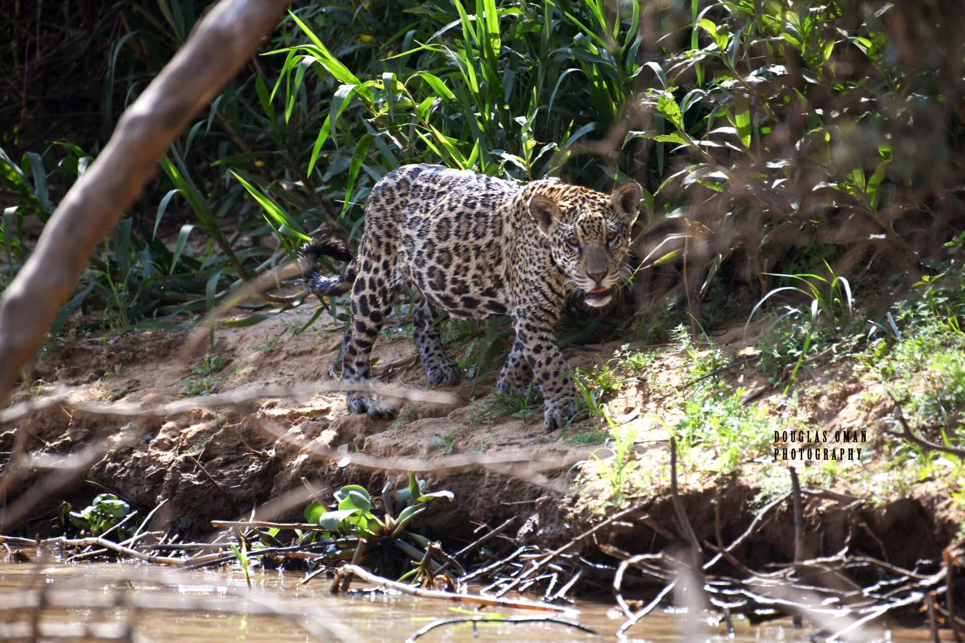 A leopard walking along the bank of a river.