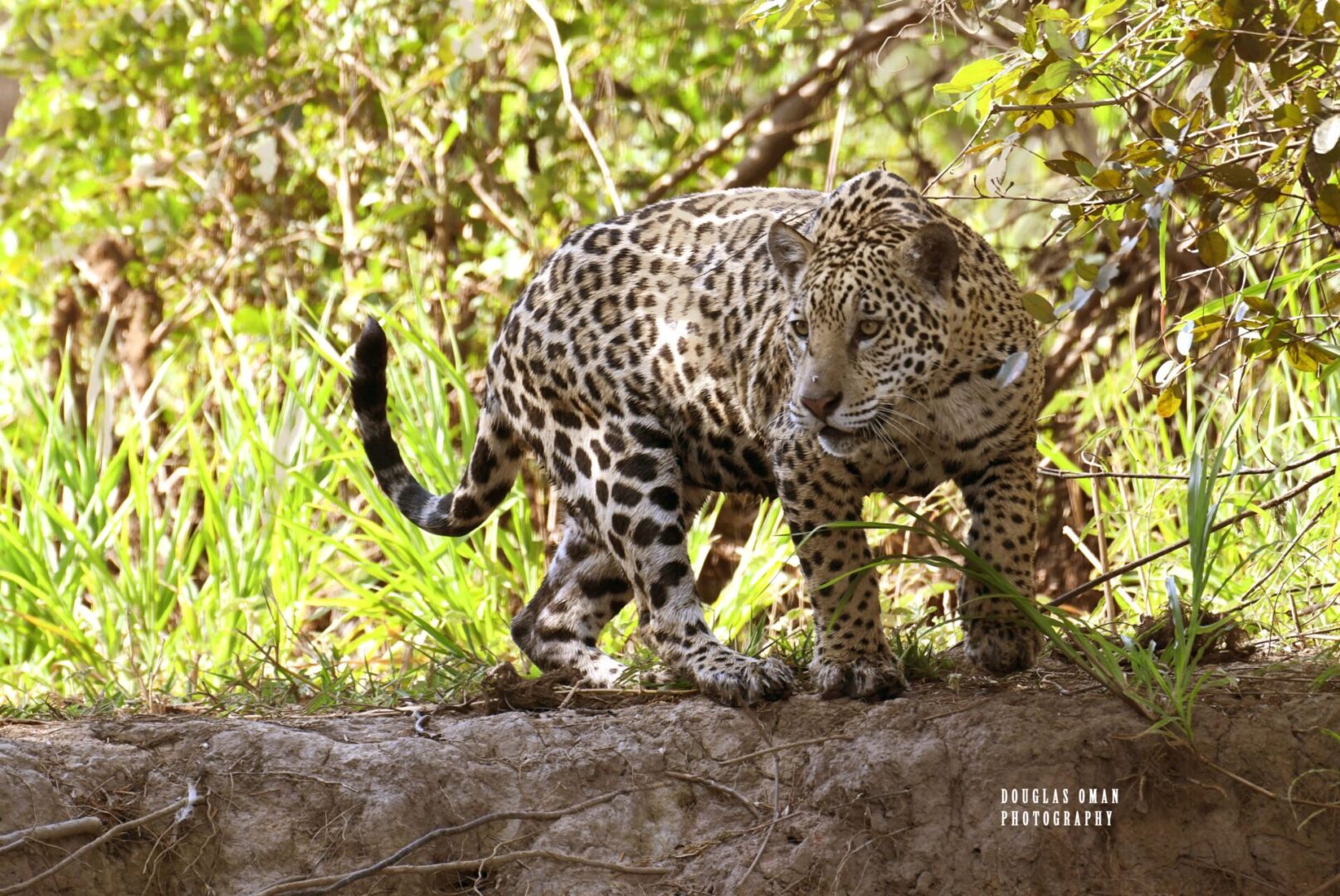 A leopard walking on the ground in front of trees.