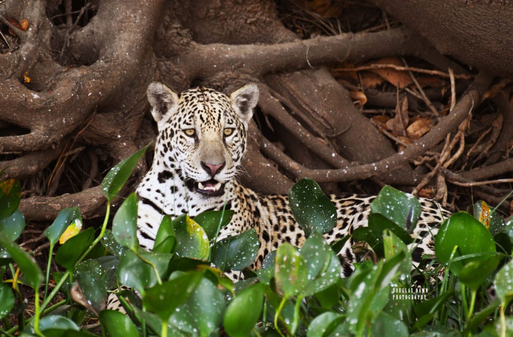 A leopard is sitting in the brush near some trees.