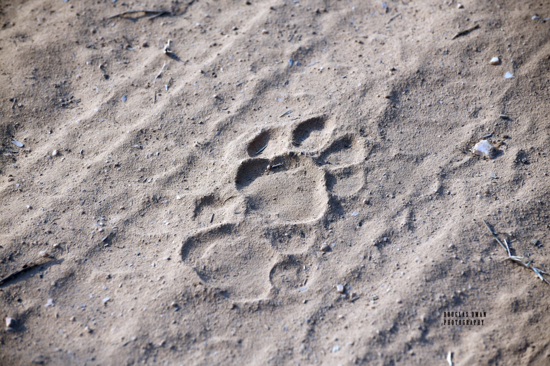 A dog 's paw print in the sand.