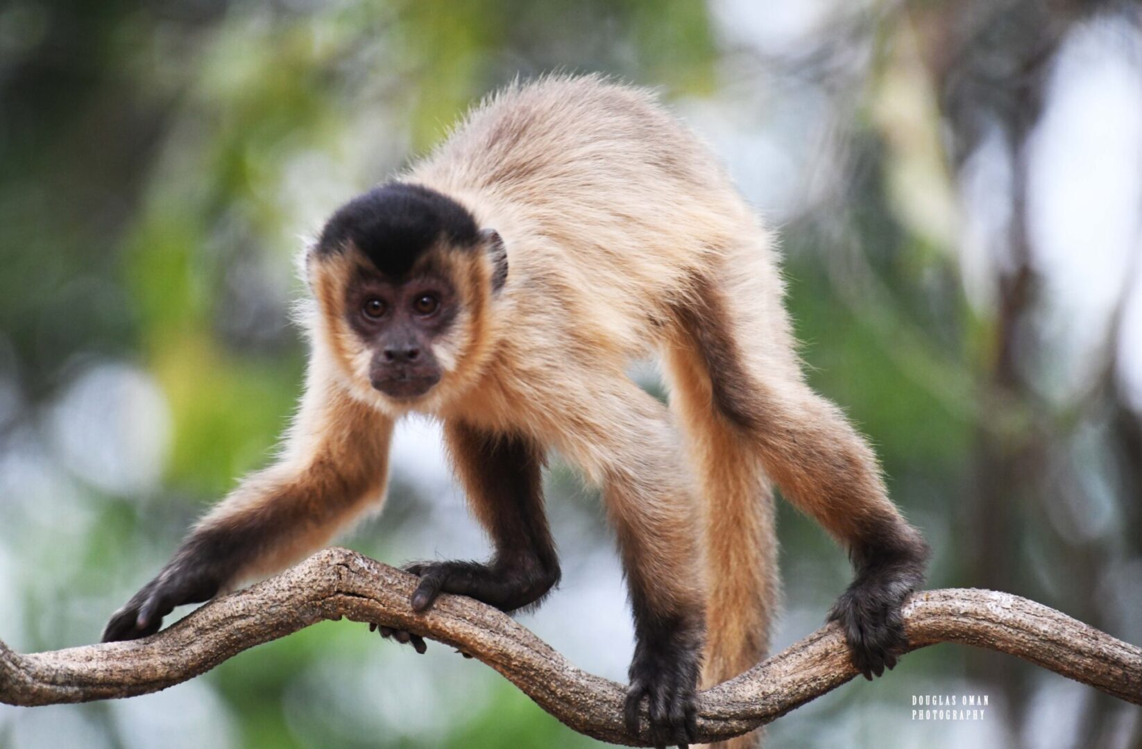 A monkey is climbing on the branch of a tree.