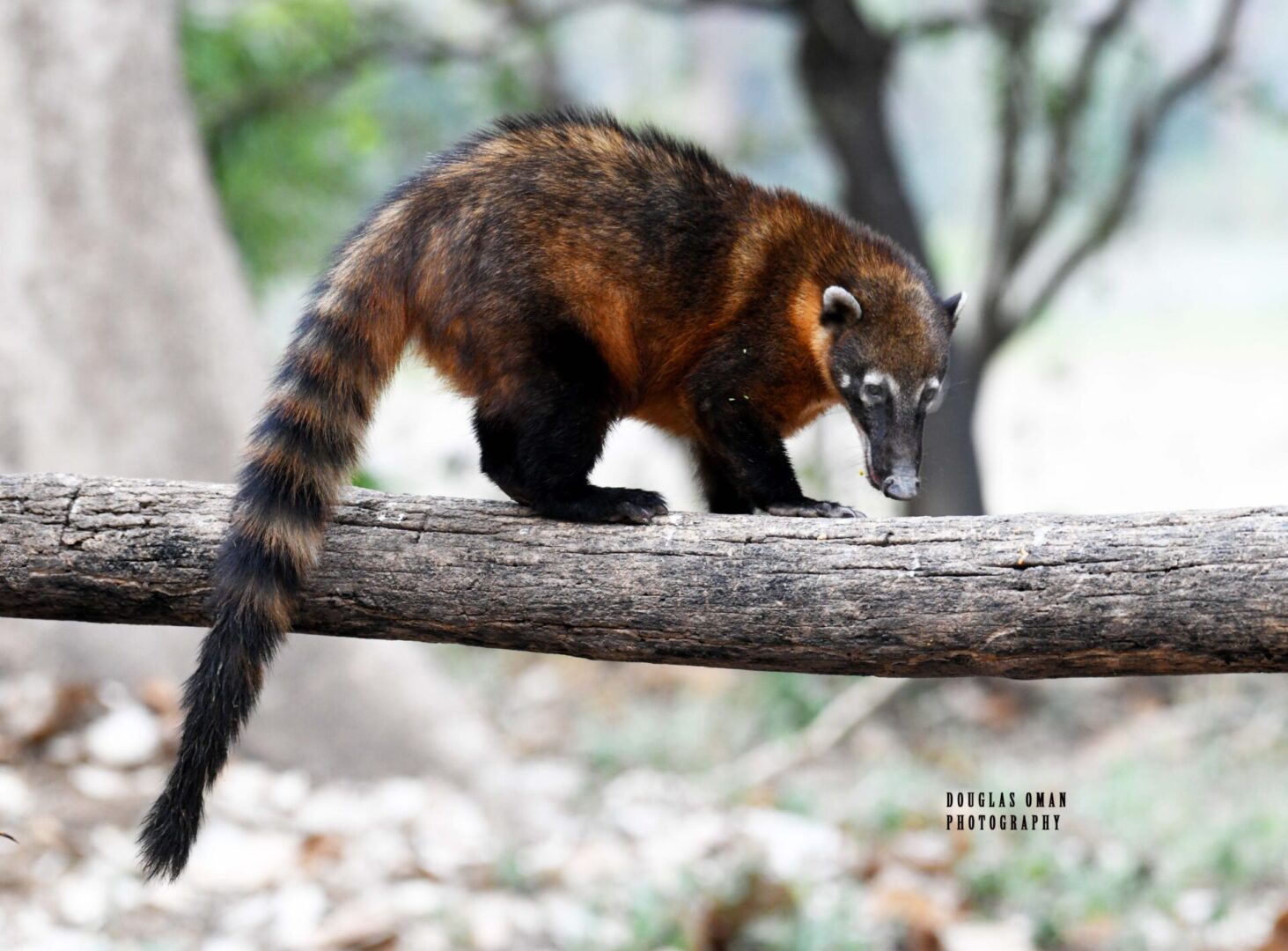 A brown and black animal on top of a tree branch.