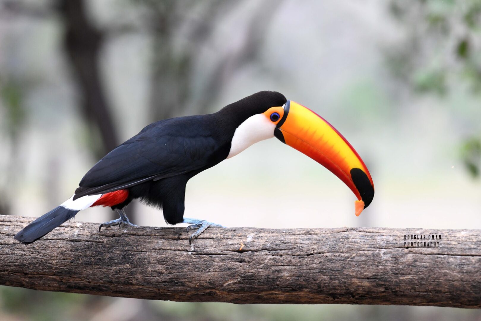 A bird with an orange beak sitting on top of a tree branch.