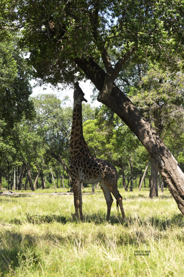 A giraffe standing next to a tree in the wild.