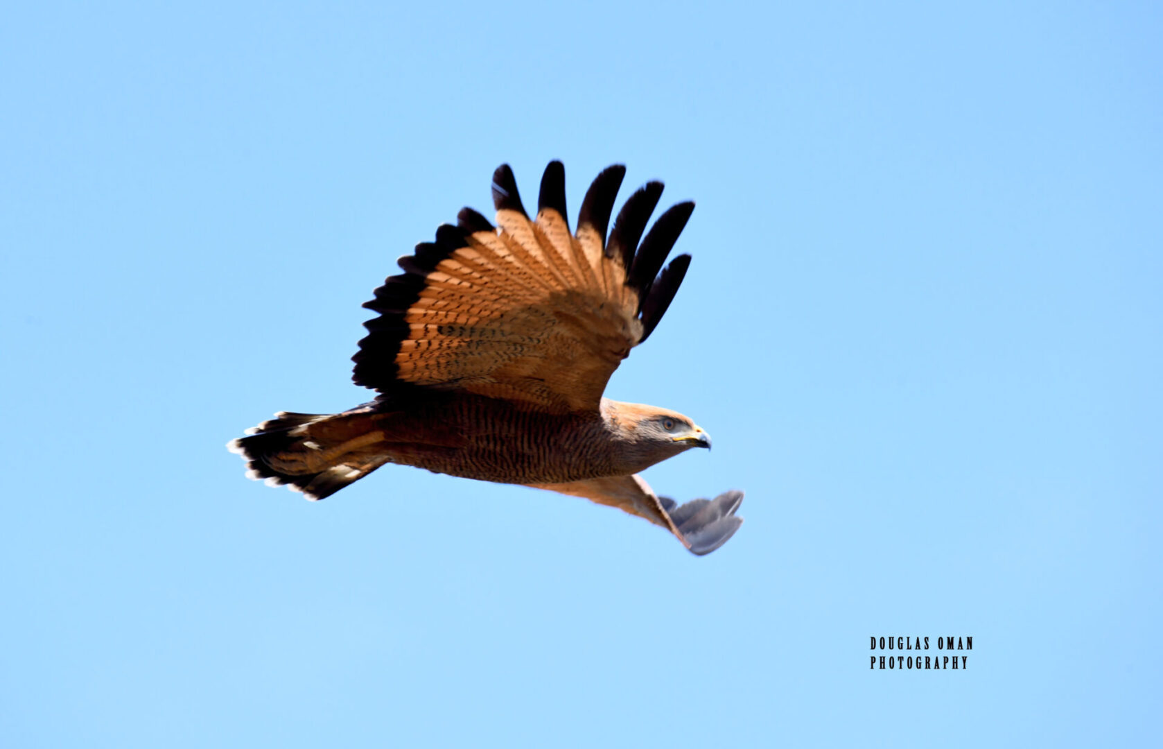 A bird flying in the sky with its wings spread.