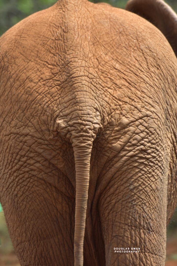 A close up of the back end of an elephant