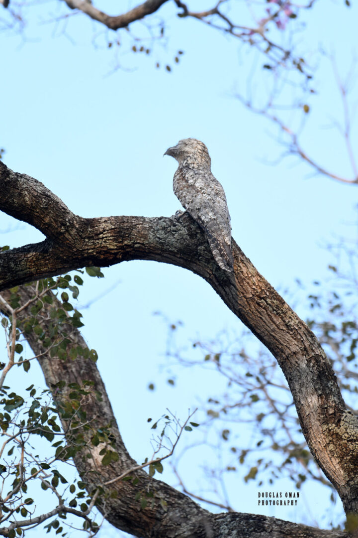 A bird sitting on top of a tree branch.