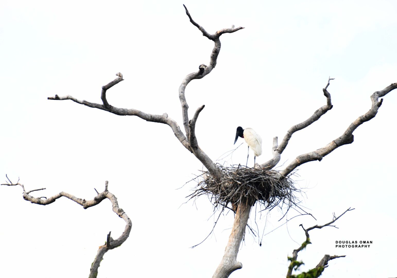 A bird sitting on top of a tree branch.