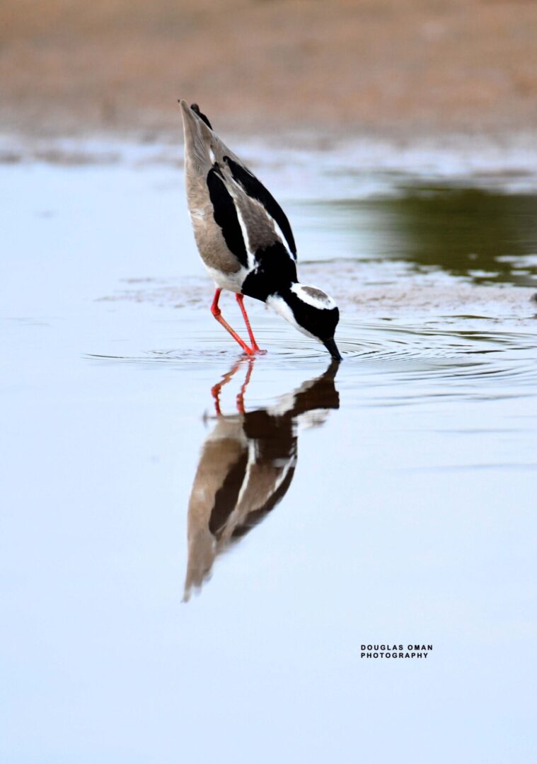 A bird is standing in the water and looking at its reflection.