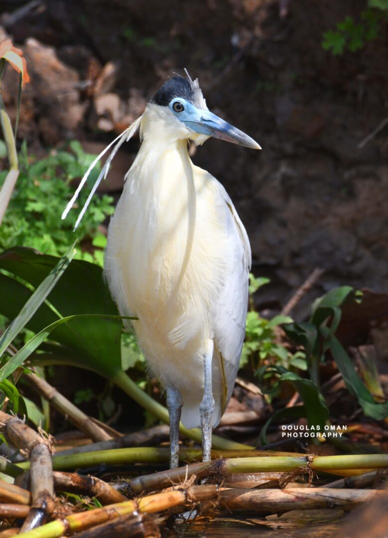 A white bird with blue feathers standing in water.