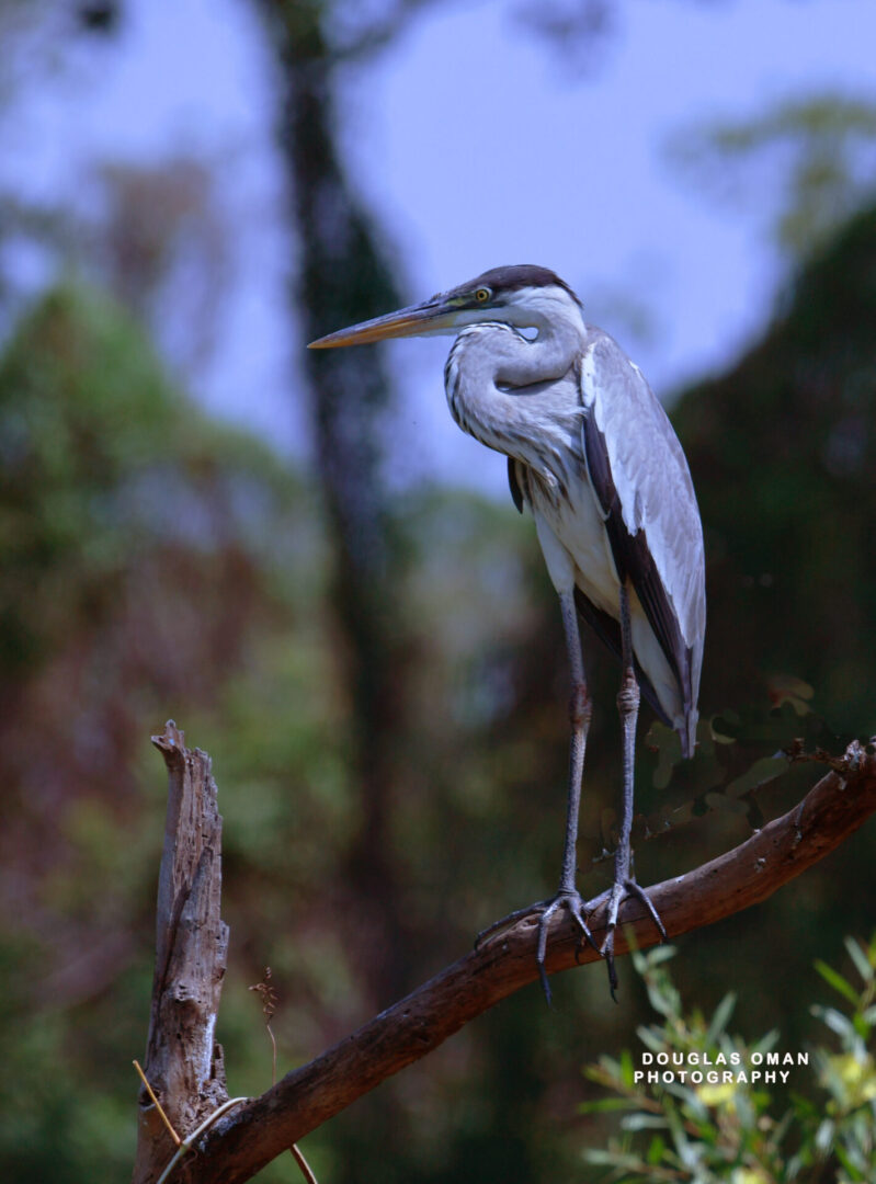 A bird is perched on the branch of a tree.