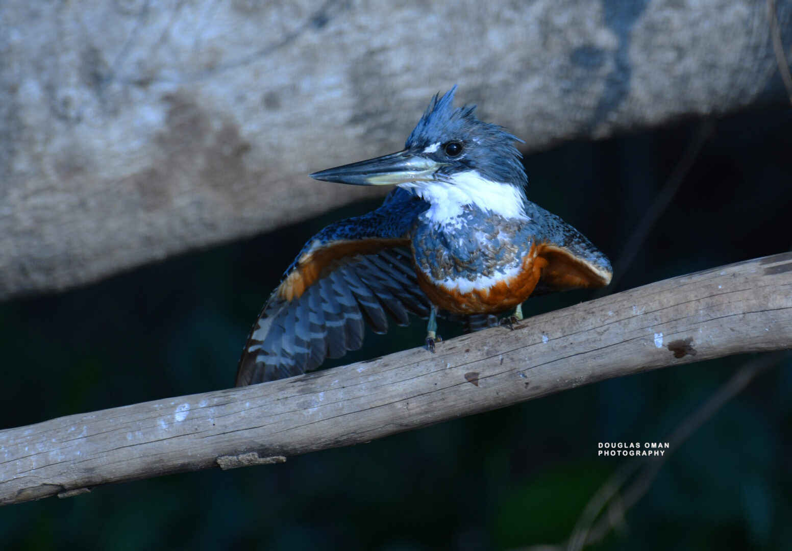 A bird sitting on top of a tree branch.