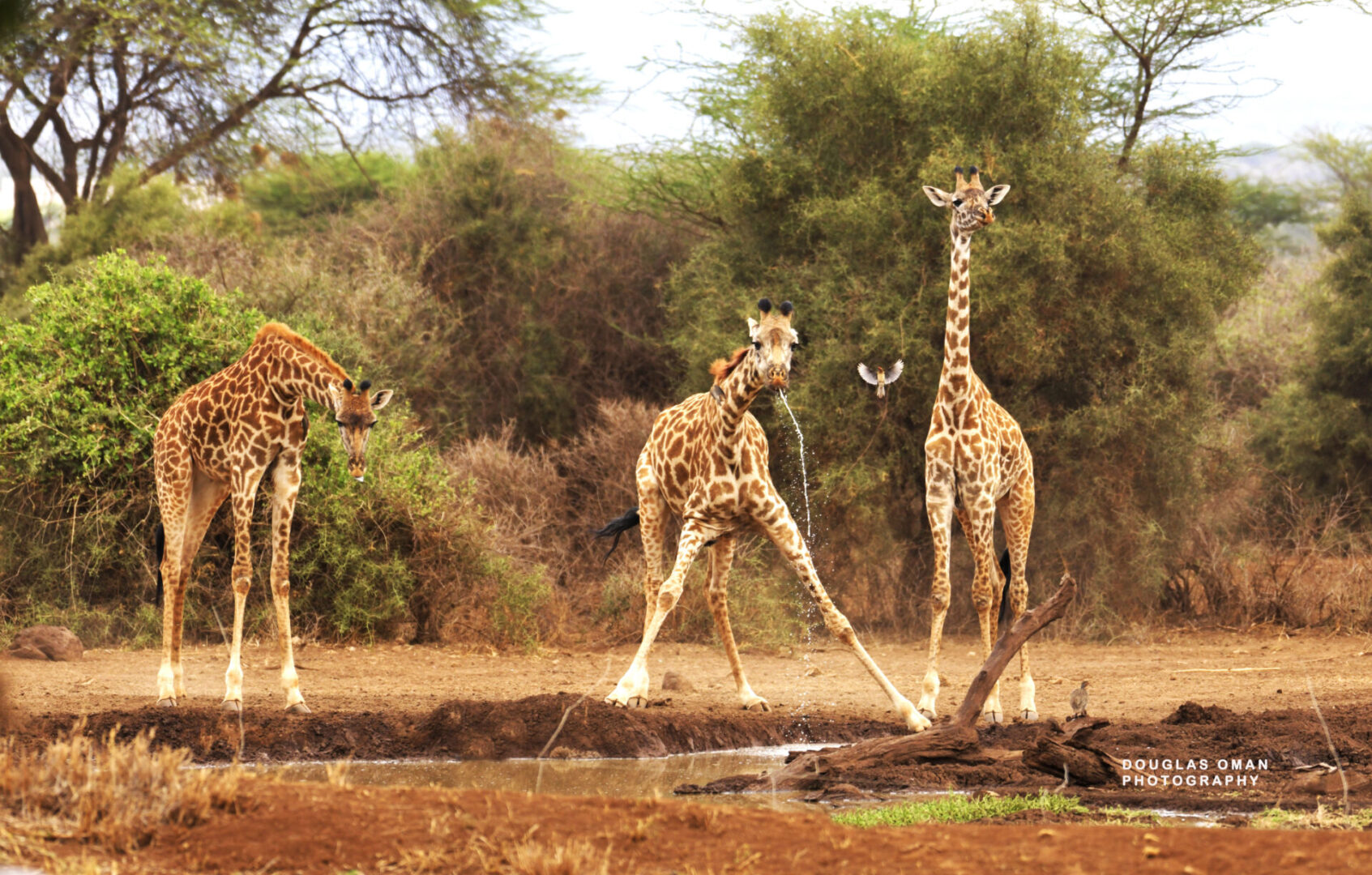 Three giraffes are standing in a field near trees.