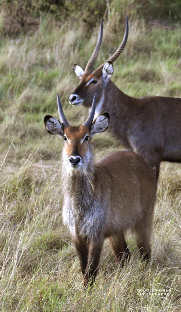 Two deer standing in a field with tall grass.