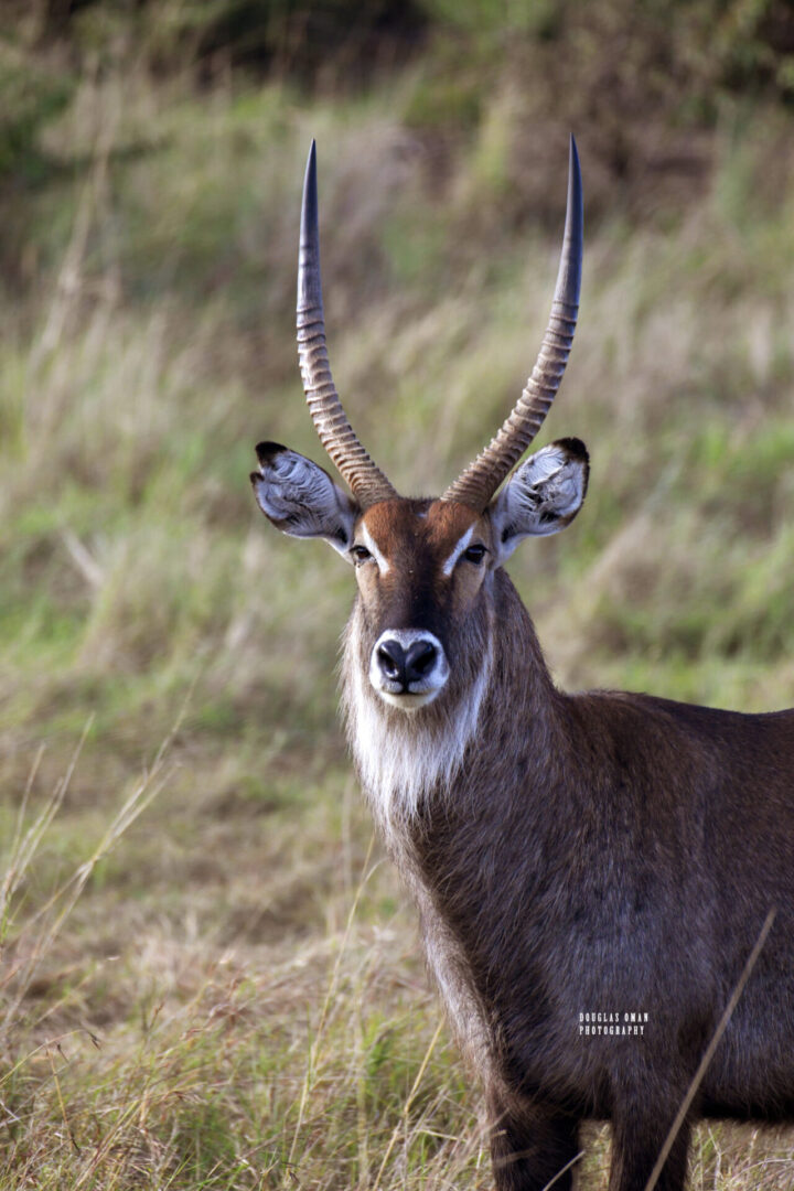 A close up of an antelope with horns