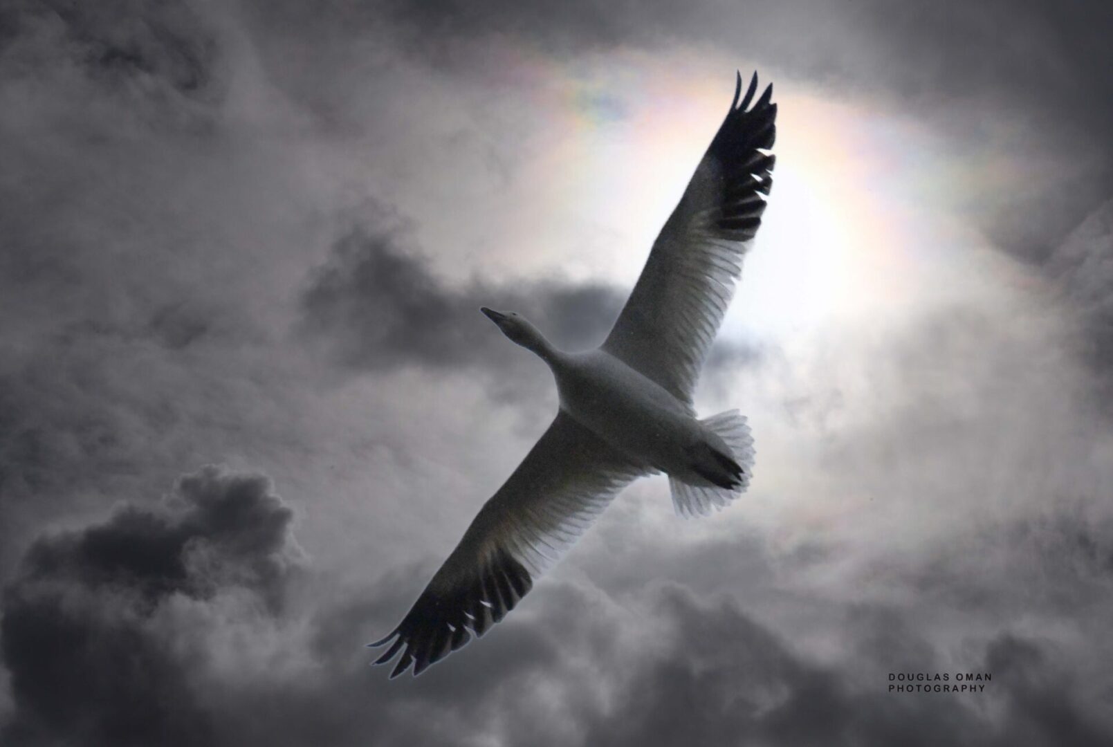 A bird flying in the sky with clouds behind it.