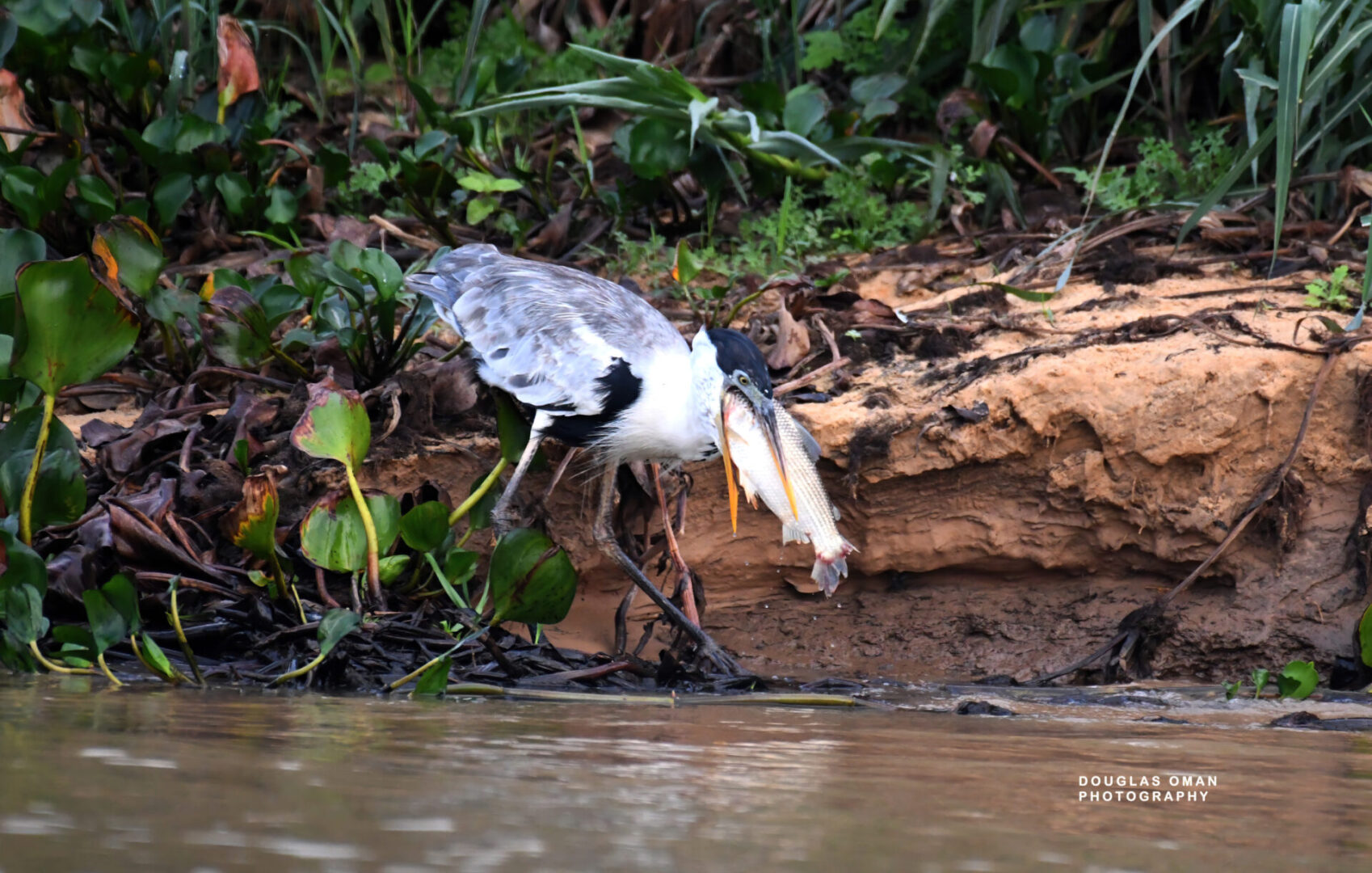 A bird is standing on the shore of a river.