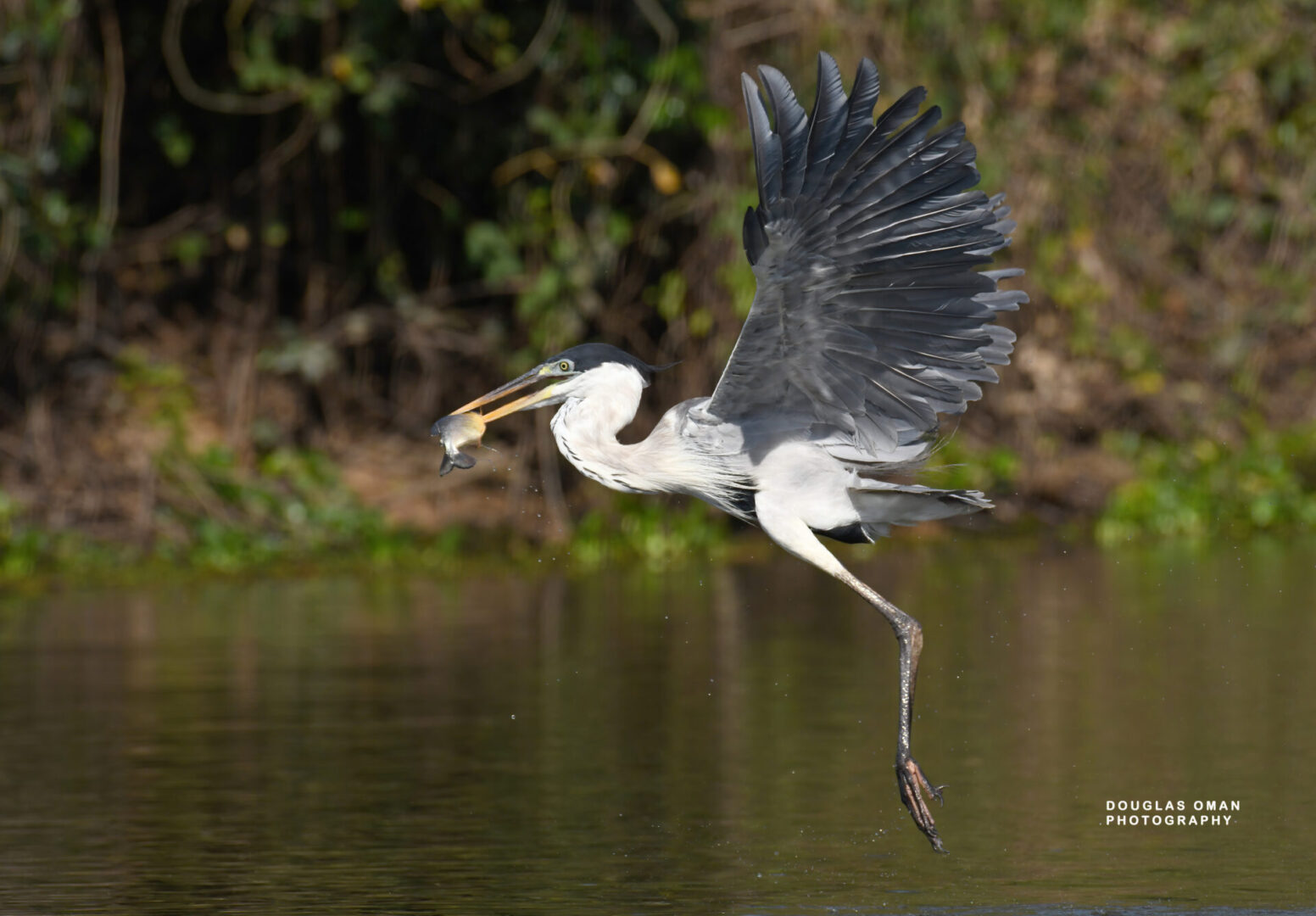 A bird flying over water with fish in its mouth.